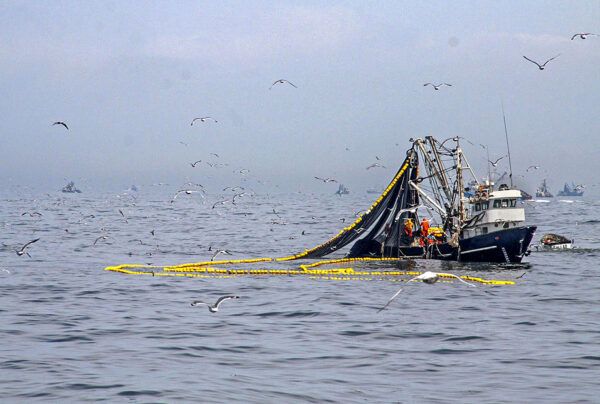 MAM -005 Motorista de Pesca de Altura